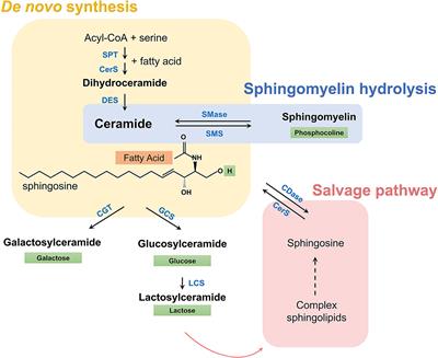 Serum sphingolipid profiling as a novel biomarker for metabolic syndrome characterization